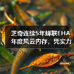 芝奇连续5年蝉联EHA年度风云内存，凭实力登顶欧洲硬件大赏（图2）